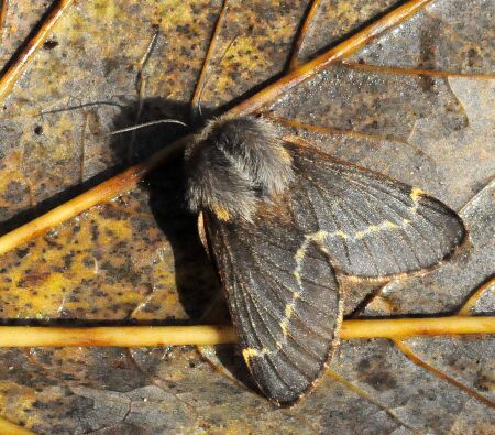 Lasiocampidae